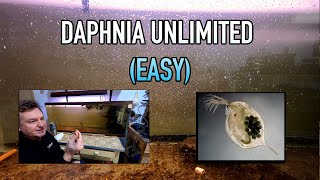 How I Raise Daphnia Water Fleas And You Can Too [upl. by Ettenor]