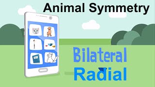 Symmetry in Animals [upl. by Orferd235]