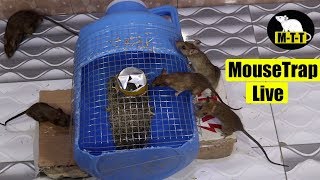 Mouse Trap In Can  Rat Trap Live  By Mouse Trap Tricks [upl. by Eelra]