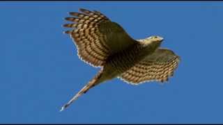 Sparrowhawk Bird Call Bird Song [upl. by Doolittle]