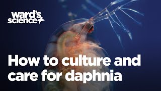 Caring and Culturing for Daphnia [upl. by Misab]