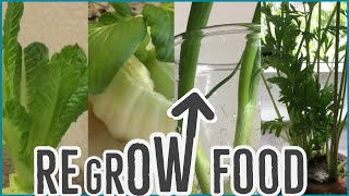 Regrow Vegetables from Scraps in Water  4 Fool Proof Veggies amp How We Eat Them  Frugal Living [upl. by Adamec]