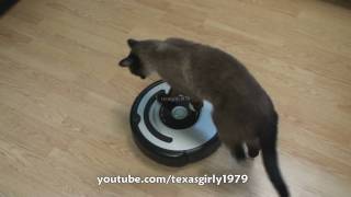 Cat shows HOW TO use iRobot Roomba Vacuum [upl. by Leach]