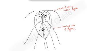 Giardia Lamblia trophozoite [upl. by Lienahs]