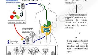 Giardia lamblia lecture [upl. by Elurd]