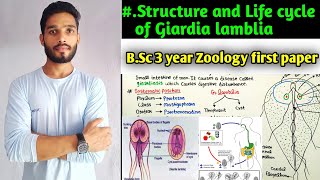 Body structure and Life of Giardia lamblia  Life cycle of Giardia lamblia BSc 3 year Zoology [upl. by Adnole802]