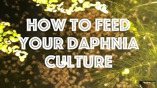 How To Feed Your Daphnia Culture [upl. by Lledor]