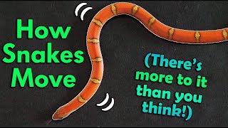 How Snakes Move They dont just slither [upl. by Floyd603]