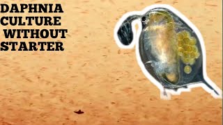 HOW TO CULTURE DAPHNIA NATURALLY WITHOUT A STARTER [upl. by Aed]