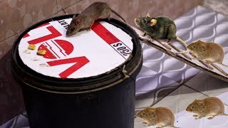 New Best Mouse Trap  Mouse Trap New Ideas  Mouse Trap Tricks [upl. by Eat]