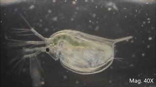 Daphnia magna under the Microscope [upl. by Mell]