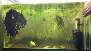 Scuds Daphnia Cherry Shrimp Copepods My aquatic food culture [upl. by Aicrop]