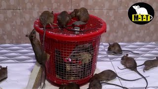 Mouse Trap Latest Trick  The best Mousetrap  Bucket Mouse Trap [upl. by Goldy602]