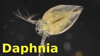 Daphnia [upl. by Alaehcim]