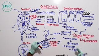 PARASITOLOGIA  Giardia Lamblia [upl. by Toombs886]