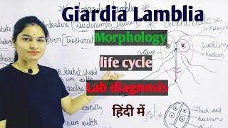 Giardia Lamblia  Morphology  Life Cycle  Lab Diagnosis  Giardiasis in hindi [upl. by Ainitsirc49]