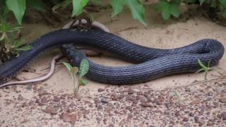 Snake Regurgitates Live Snake [upl. by Pirnot274]