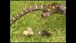 How Snakes Poop and Pee [upl. by Deeas947]