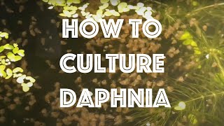 How To Culture Daphnia Magna [upl. by Reham392]