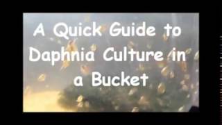 How to culture daphnia outside [upl. by Jeb117]