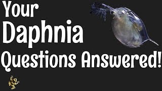 Daphnia Questions Answered [upl. by Aissyla]