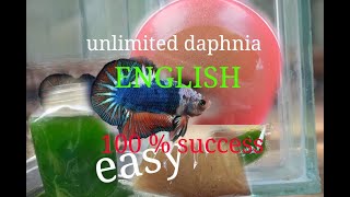 daphnia moina culture Easy way Unlimited production English  with sub Green water Chlorella [upl. by Lefkowitz]