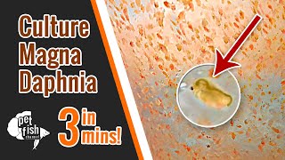 How to culture DAPHNIA MAGNA  The easy way [upl. by Diad612]