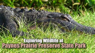 Paynes Prairie Preserve State Park  Micanopy FL [upl. by Schweiker]