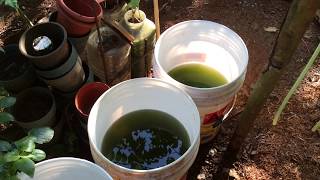 How to grow Green Water Algae [upl. by Evad]