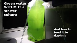 Green Water WITHOUT a Starter Culture  From Scratch  How To [upl. by Droc820]