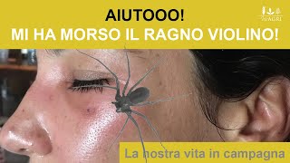 🕷 Ragno violino uninsidia dentro casa [upl. by Gally]