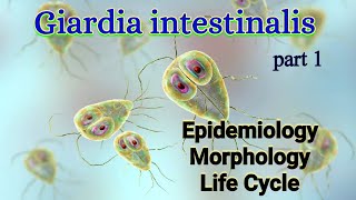 Giardia intestinalis Habitat Epidemiology Morphology Life Cycle  Giardia lamblia [upl. by Kevon]