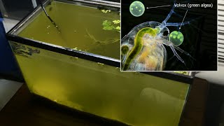 Raising Daphnia for the Freshwater Aquarium [upl. by Teddy]