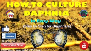 HOW TO CULTURE DAPHNIA In Easy Way [upl. by Martinic]